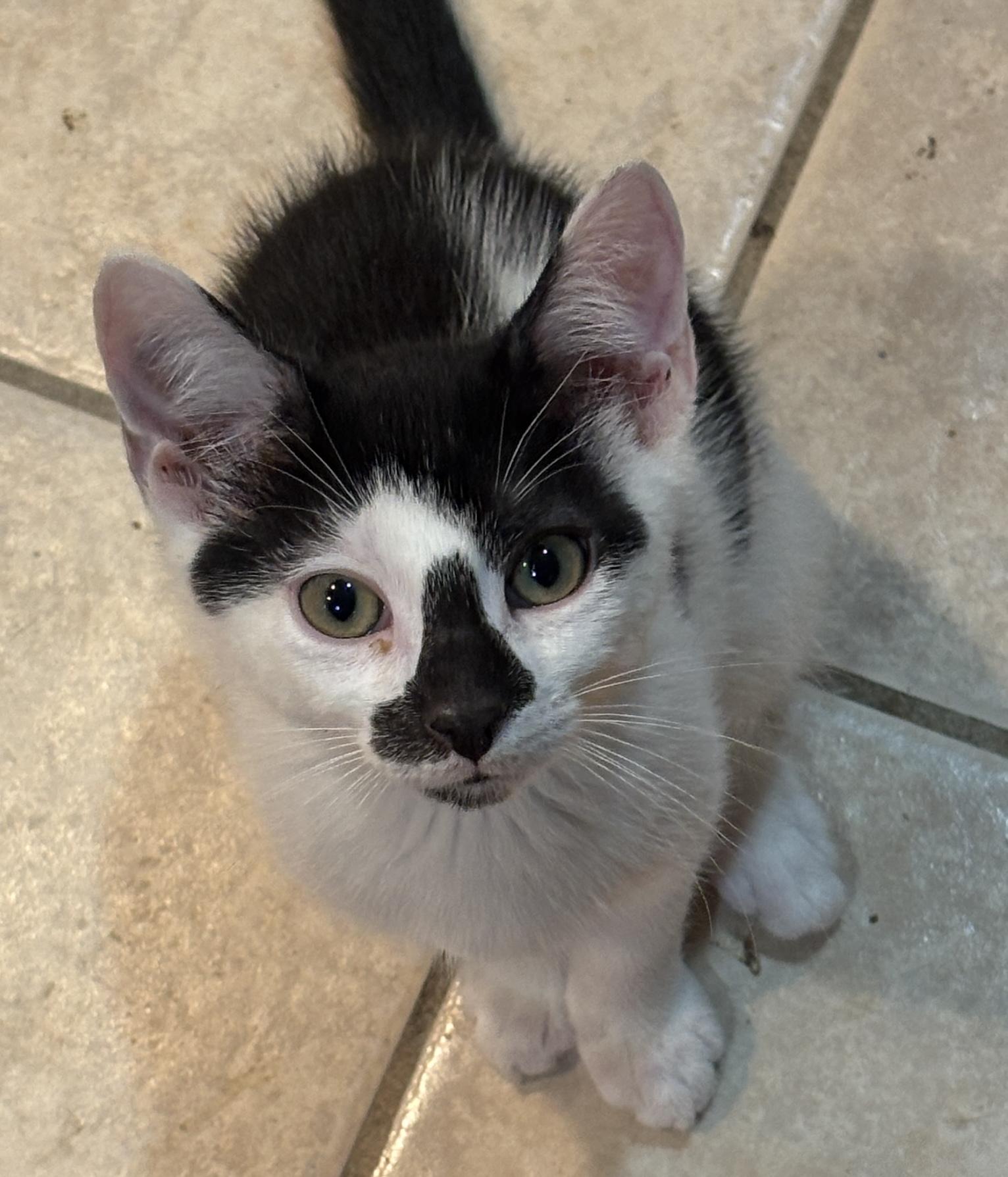 Pegasus, Adoptable, Kitten Male Domestic Short Hair.