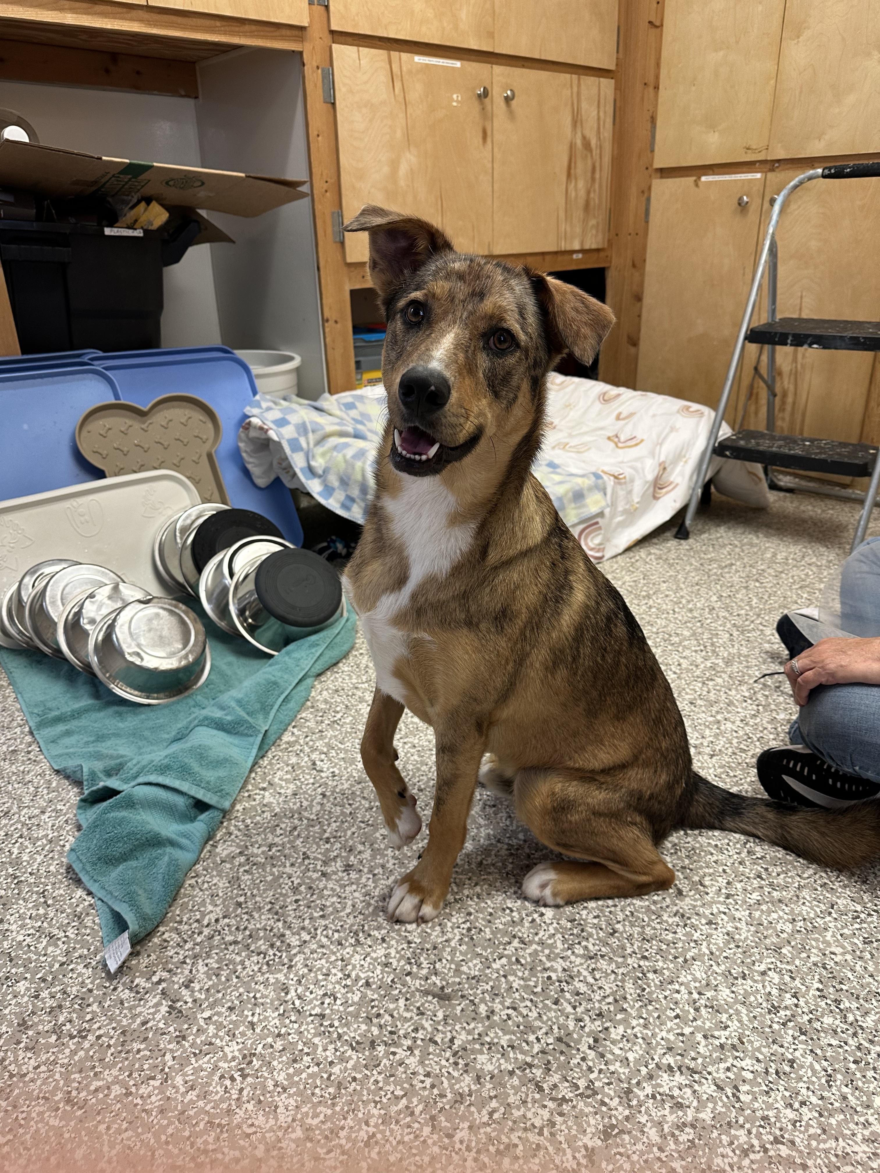 Enlarge Barkley, a Adoptable mixed breed in Chattanooga, TN image 1/6