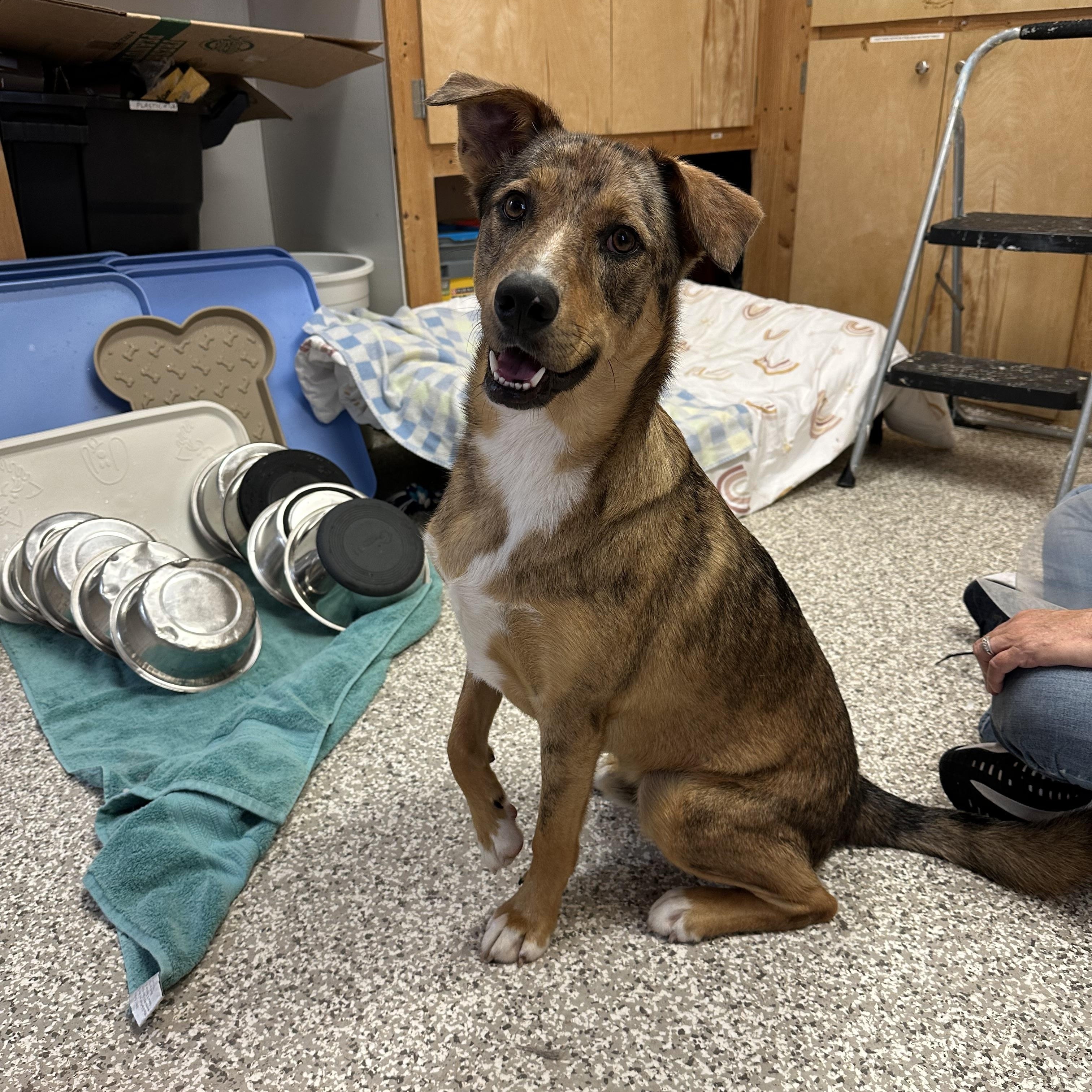 Enlarge Barkley, a Adoptable mixed breed in Chattanooga, TN image 3/6