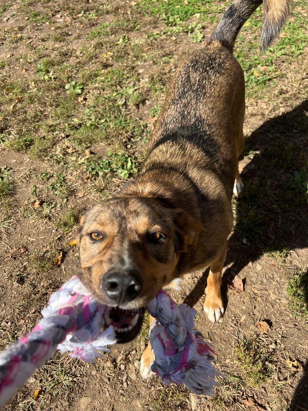 Enlarge Barkley, a Adoptable mixed breed in Chattanooga, TN image 4/6