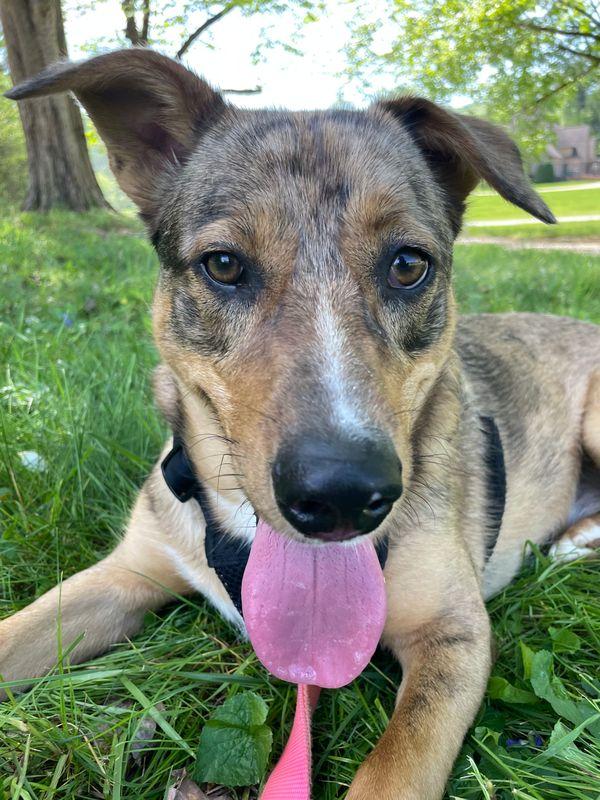 Enlarge Barkley, a Adoptable mixed breed in Chattanooga, TN image 1/6