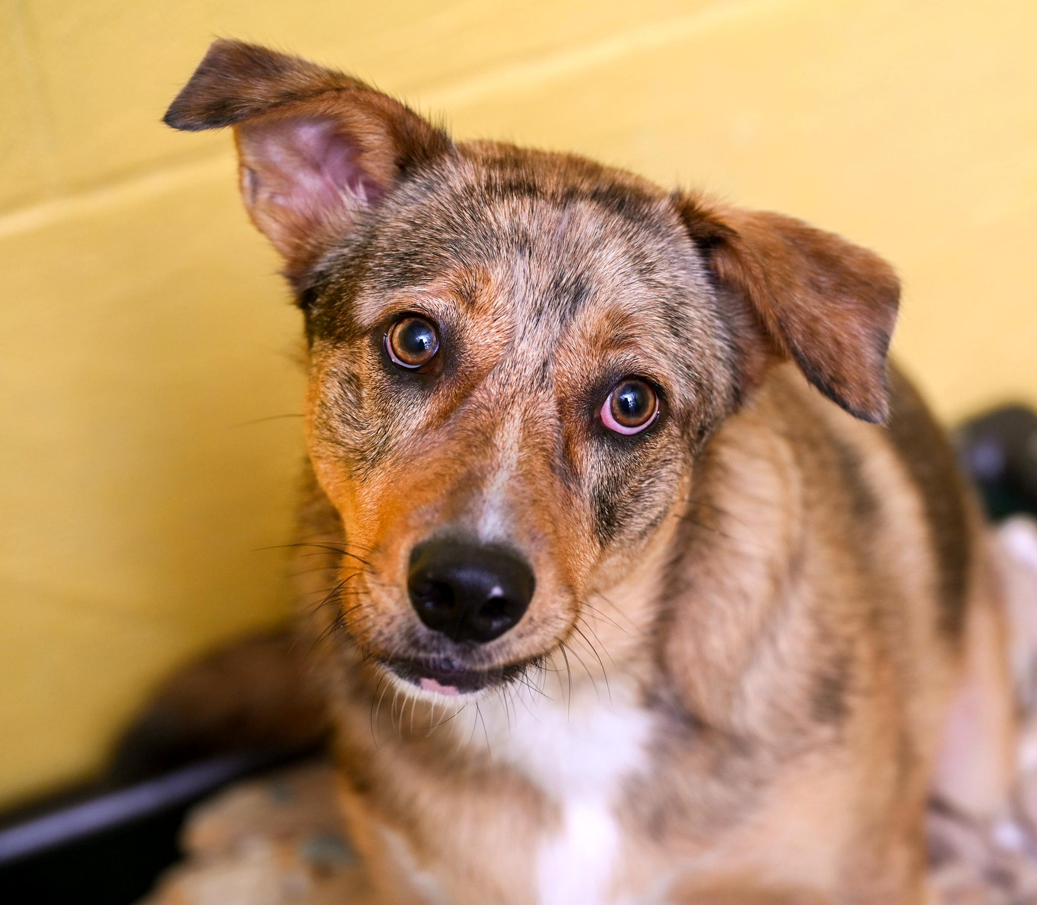 Enlarge Barkley, a Adoptable mixed breed in Chattanooga, TN image 6/6