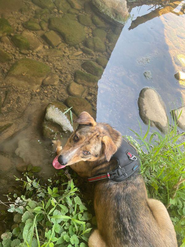 Enlarge Barkley, a Adoptable mixed breed in Chattanooga, TN image 5/6