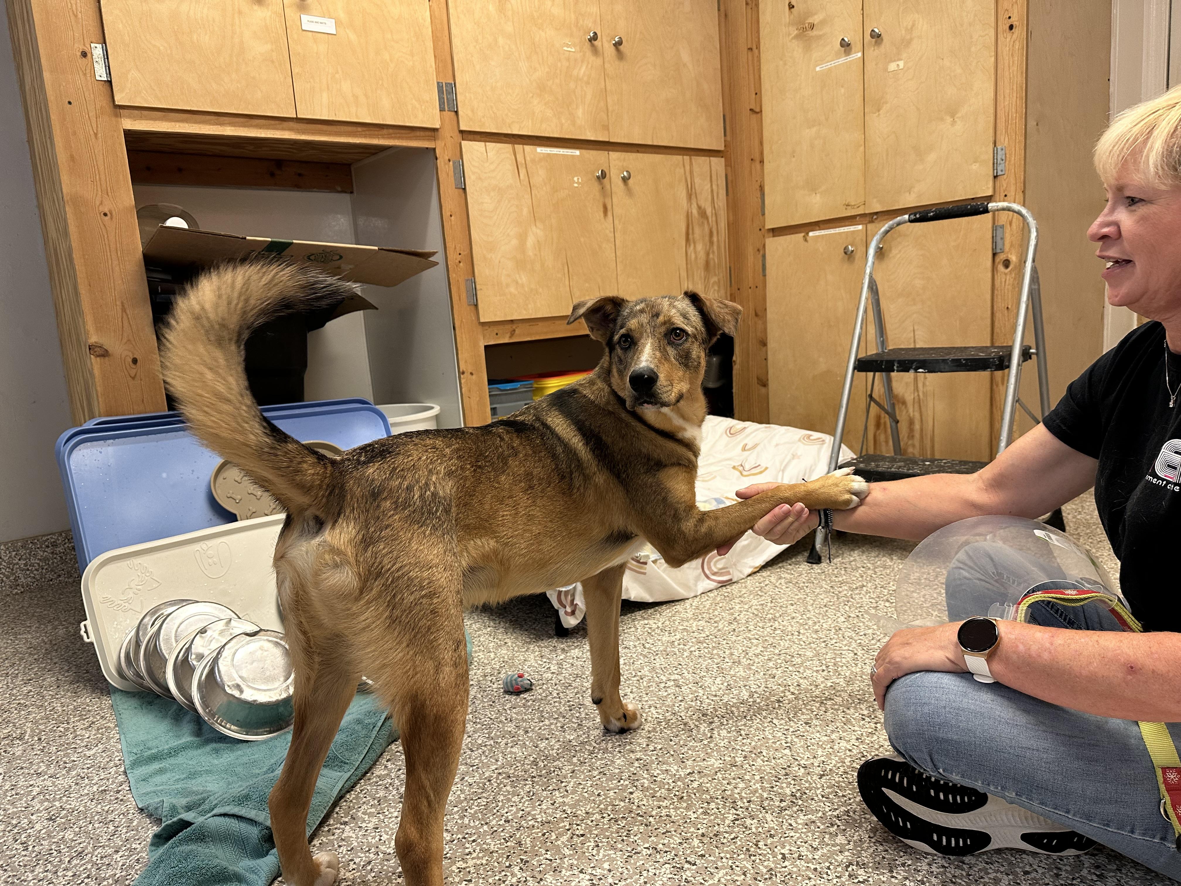 Enlarge Barkley, a Adoptable mixed breed in Chattanooga, TN image 2/6