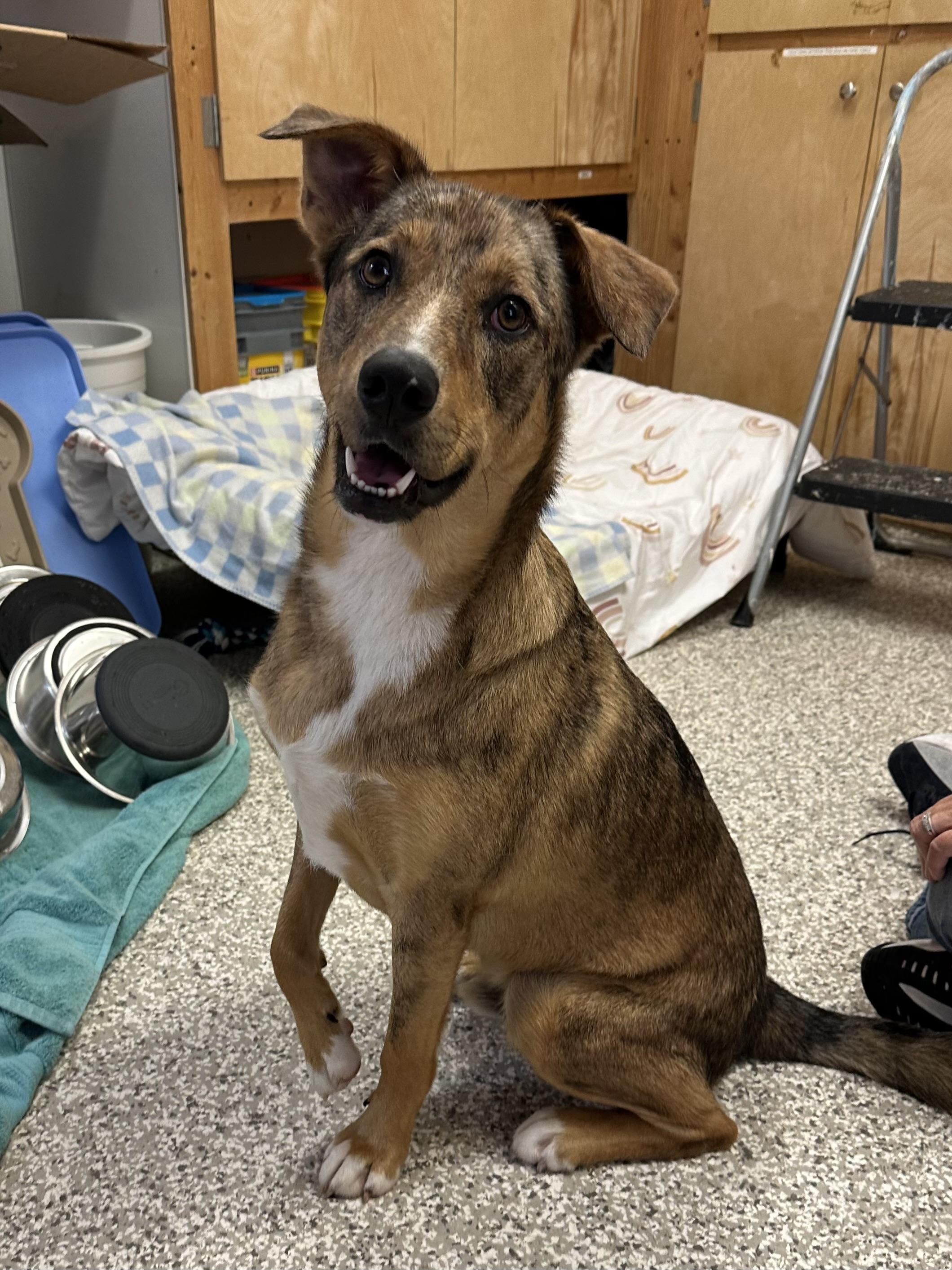 Barkley, Adoptable, Young Male Shepherd.