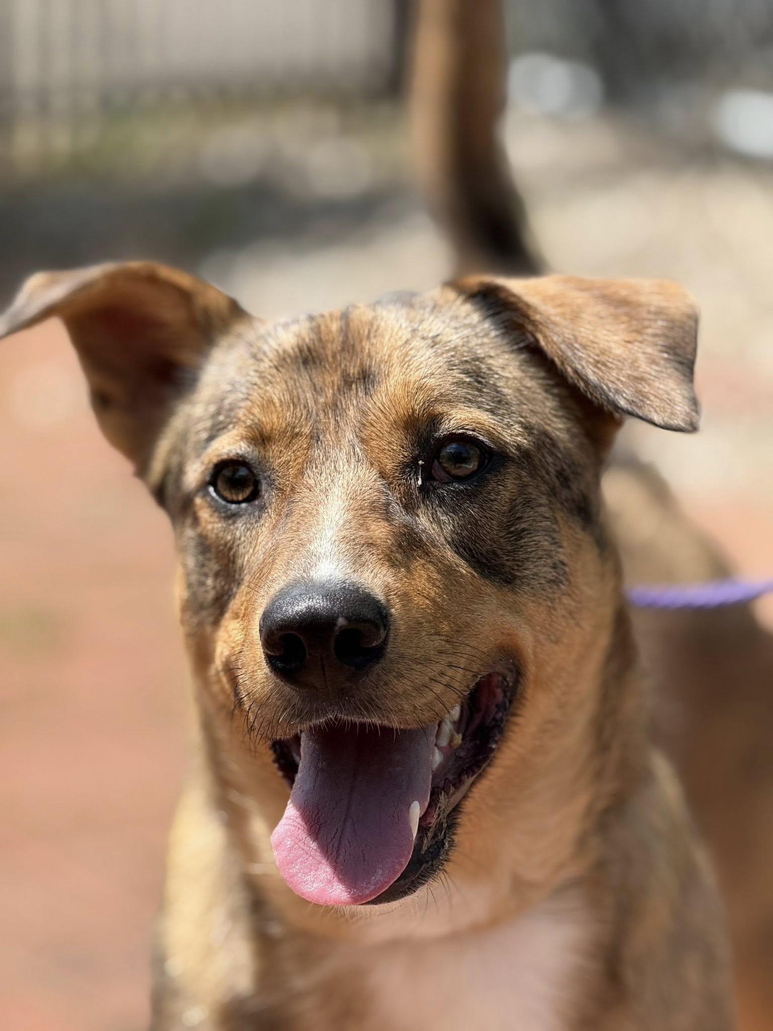 Barkley, Adoptable, Adult Male Shepherd.