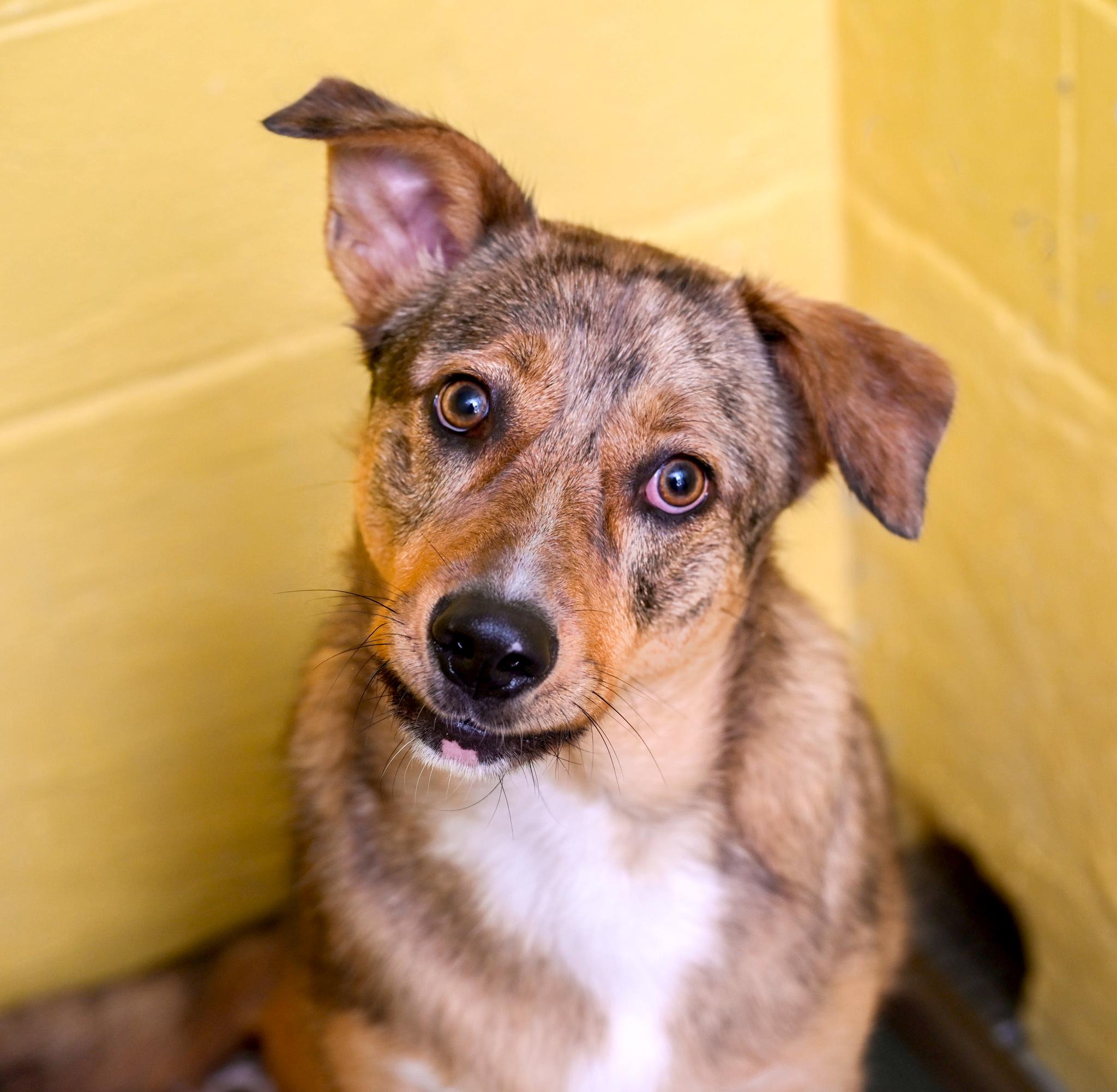 Enlarge Barkley, a Adoptable mixed breed in Chattanooga, TN image 4/6