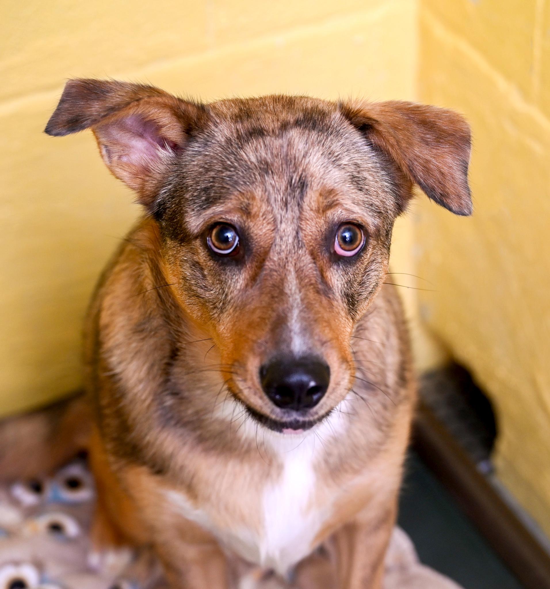 Enlarge Barkley, a Adoptable mixed breed in Chattanooga, TN image 5/6