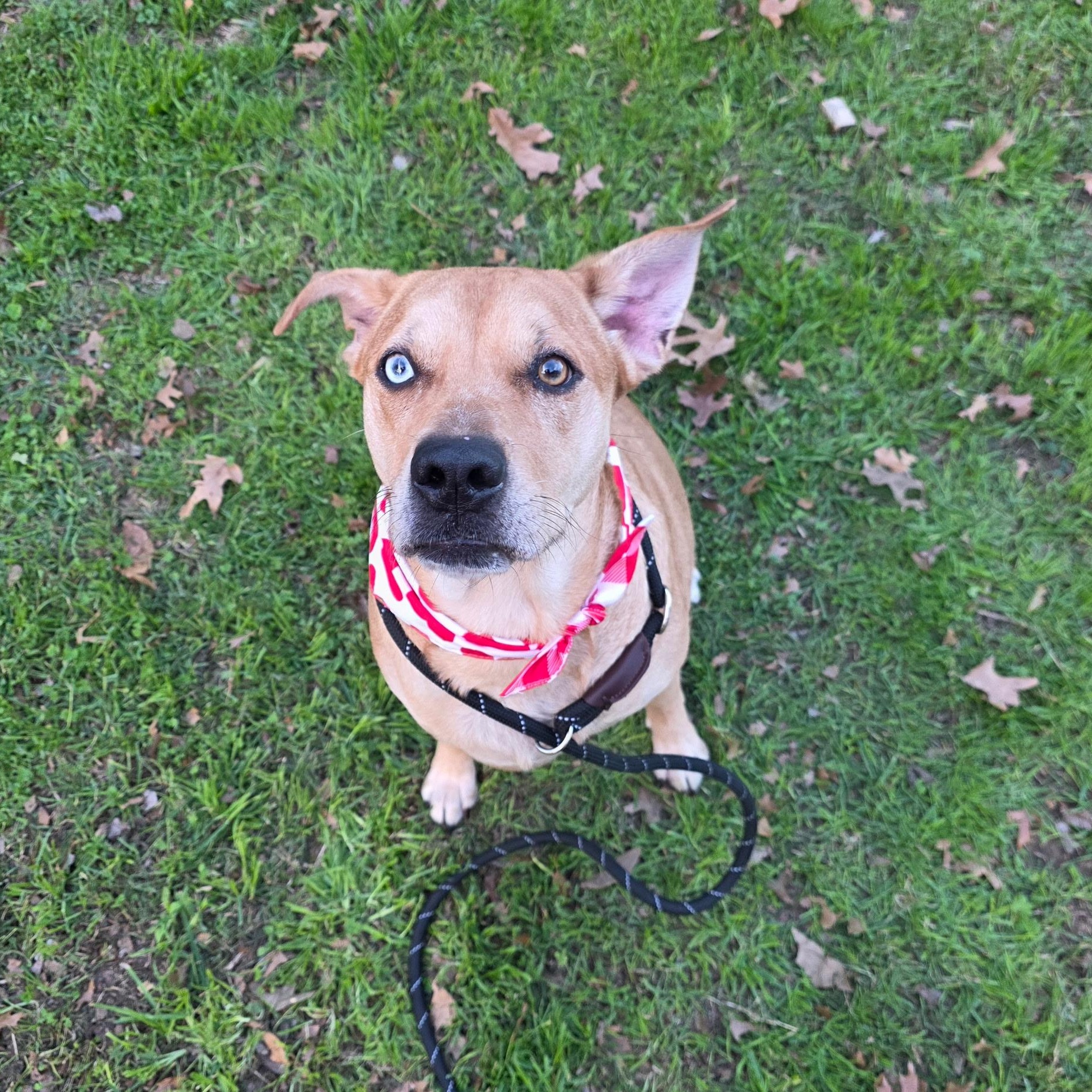 Holly (Sweet, Affectionate, Loyal, Playful) — thumbnail 2