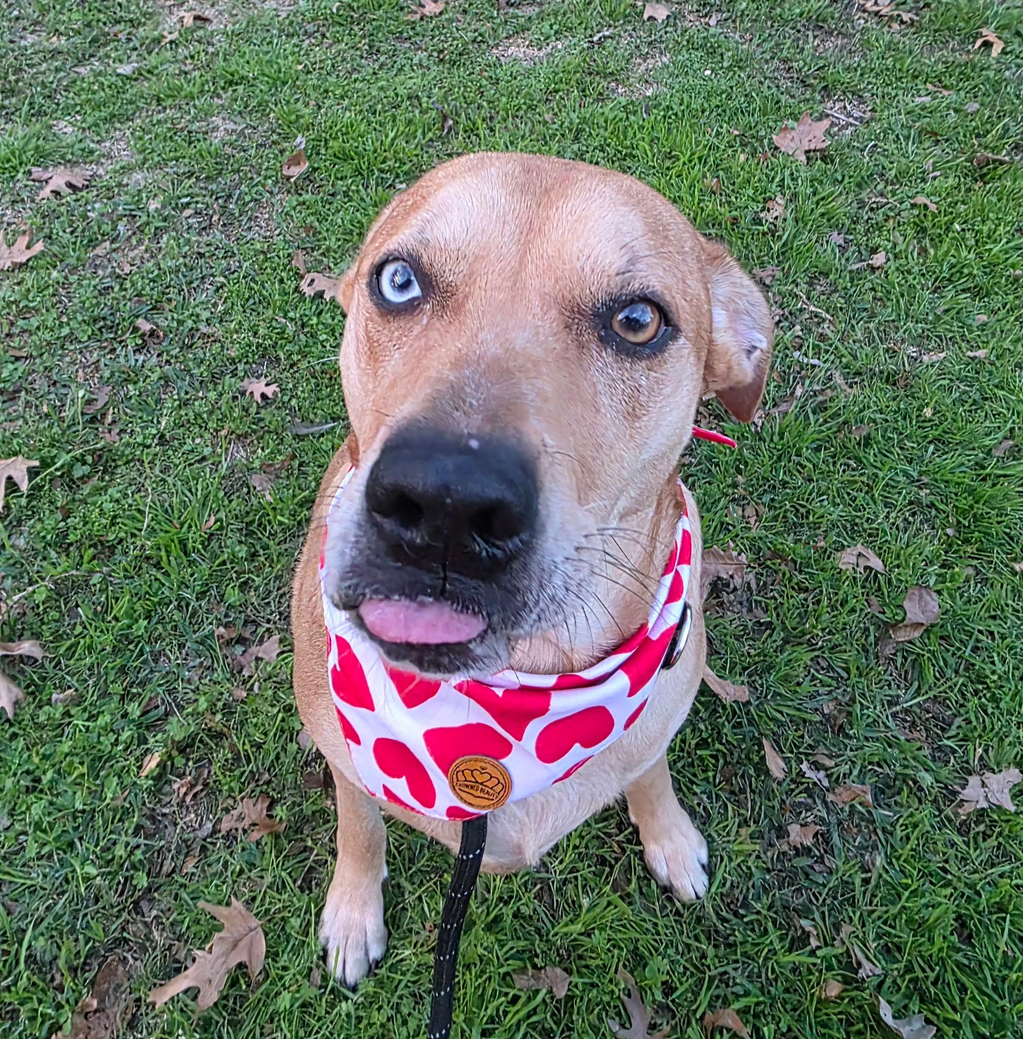 Holly (Sweet, Affectionate, Loyal, Playful) — thumbnail 4