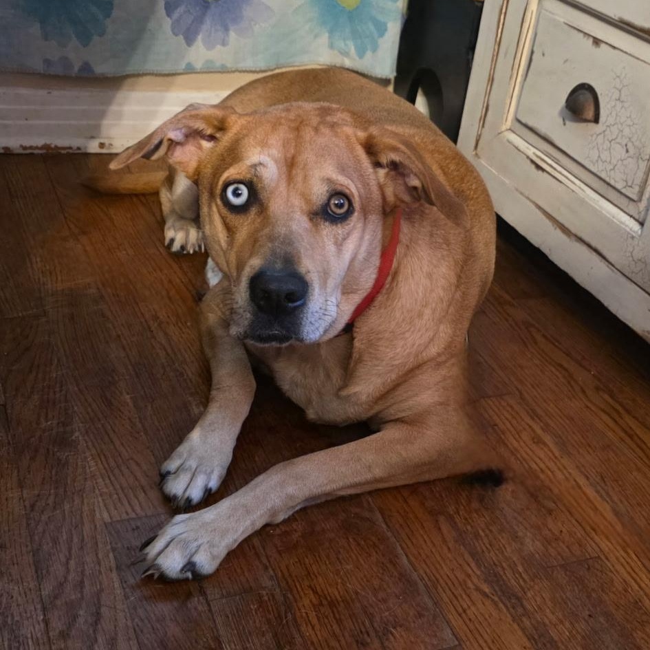 Holly (Sweet, Affectionate, Loyal, Playful) — thumbnail 6