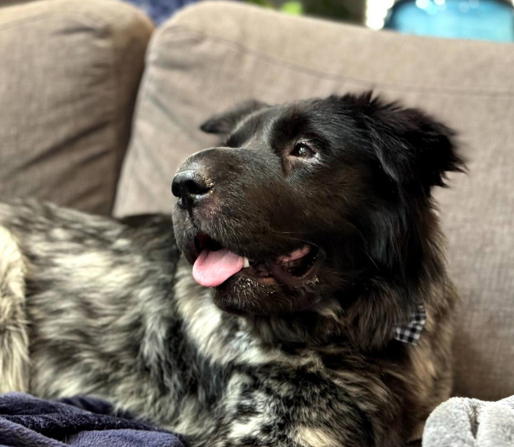 Riley, Adult Male Australian Shepherd