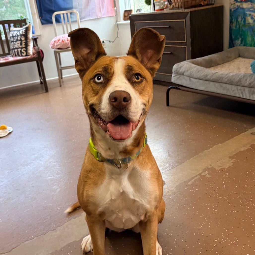 Enlarge Foxy (Sponsored Adoption Fee), a Adoptable mixed breed in Belleville, IL image 1/6