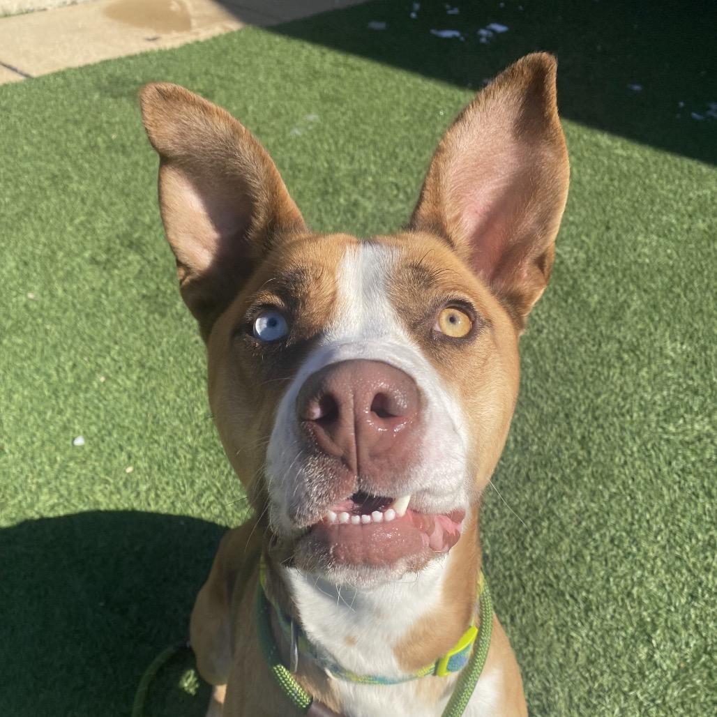 Enlarge Foxy (Sponsored Adoption Fee), a Adoptable mixed breed in Belleville, IL image 4/6