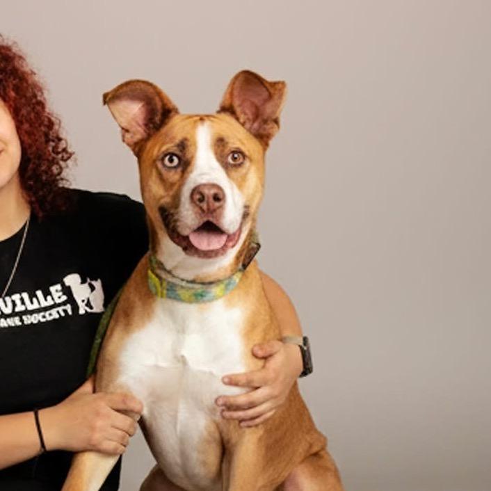 Enlarge Foxy (Sponsored Adoption Fee), a Adoptable mixed breed in Belleville, IL image 6/6