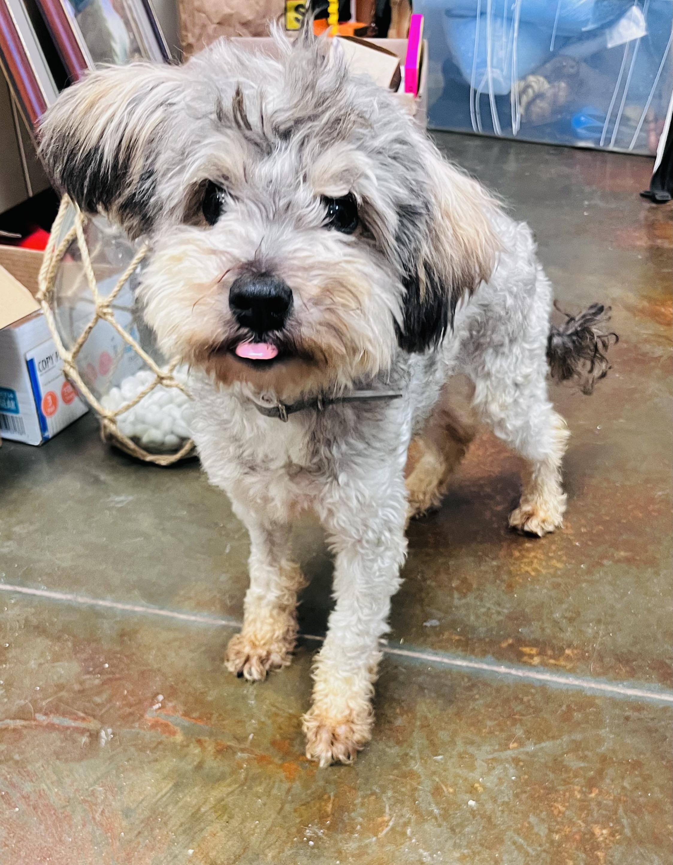 Cirilo, adopted, Adult Male Yorkie Poo.