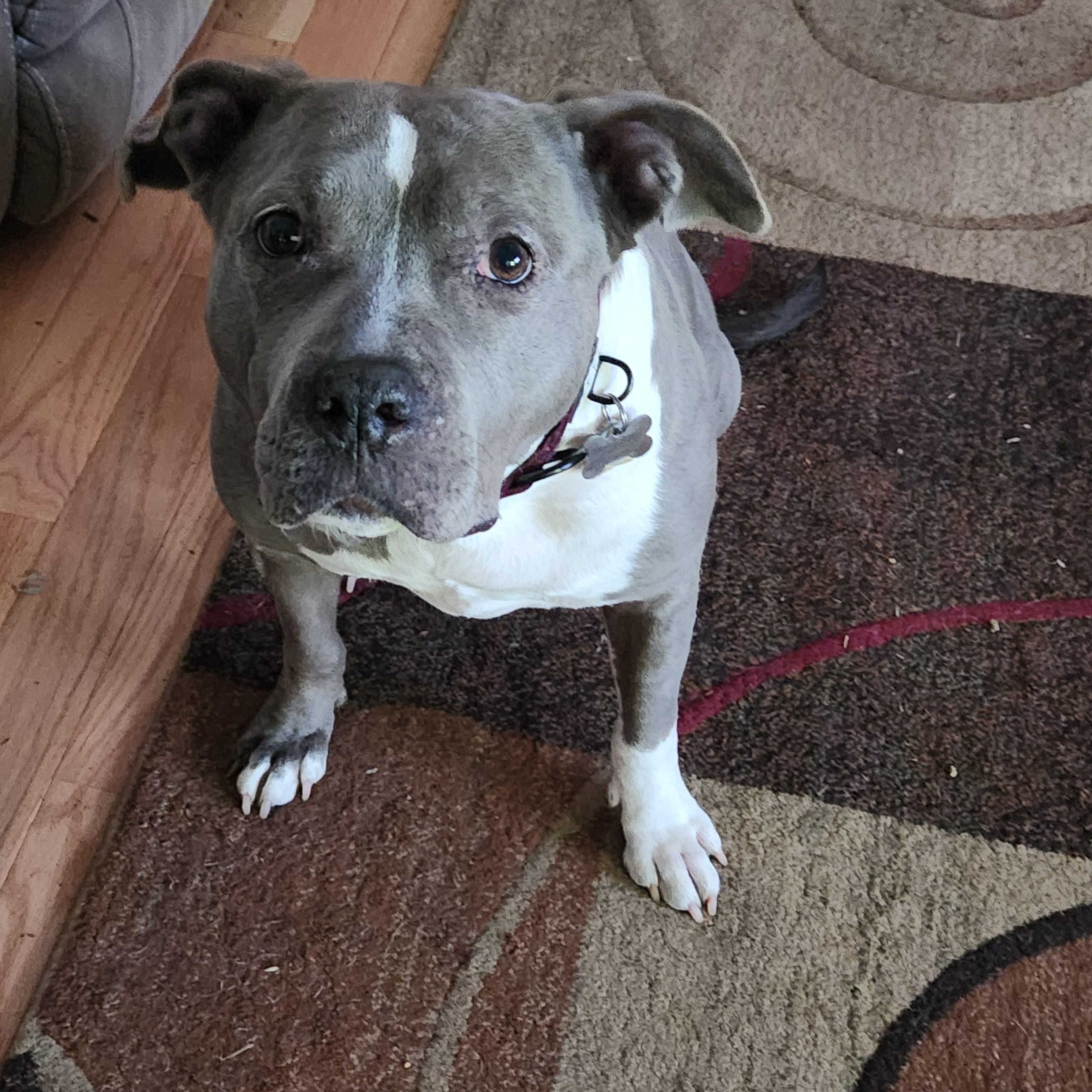Enlarge Violet, a ADOPTABLE American Staffordshire Terrier in Flintstone, GA image 1/4
