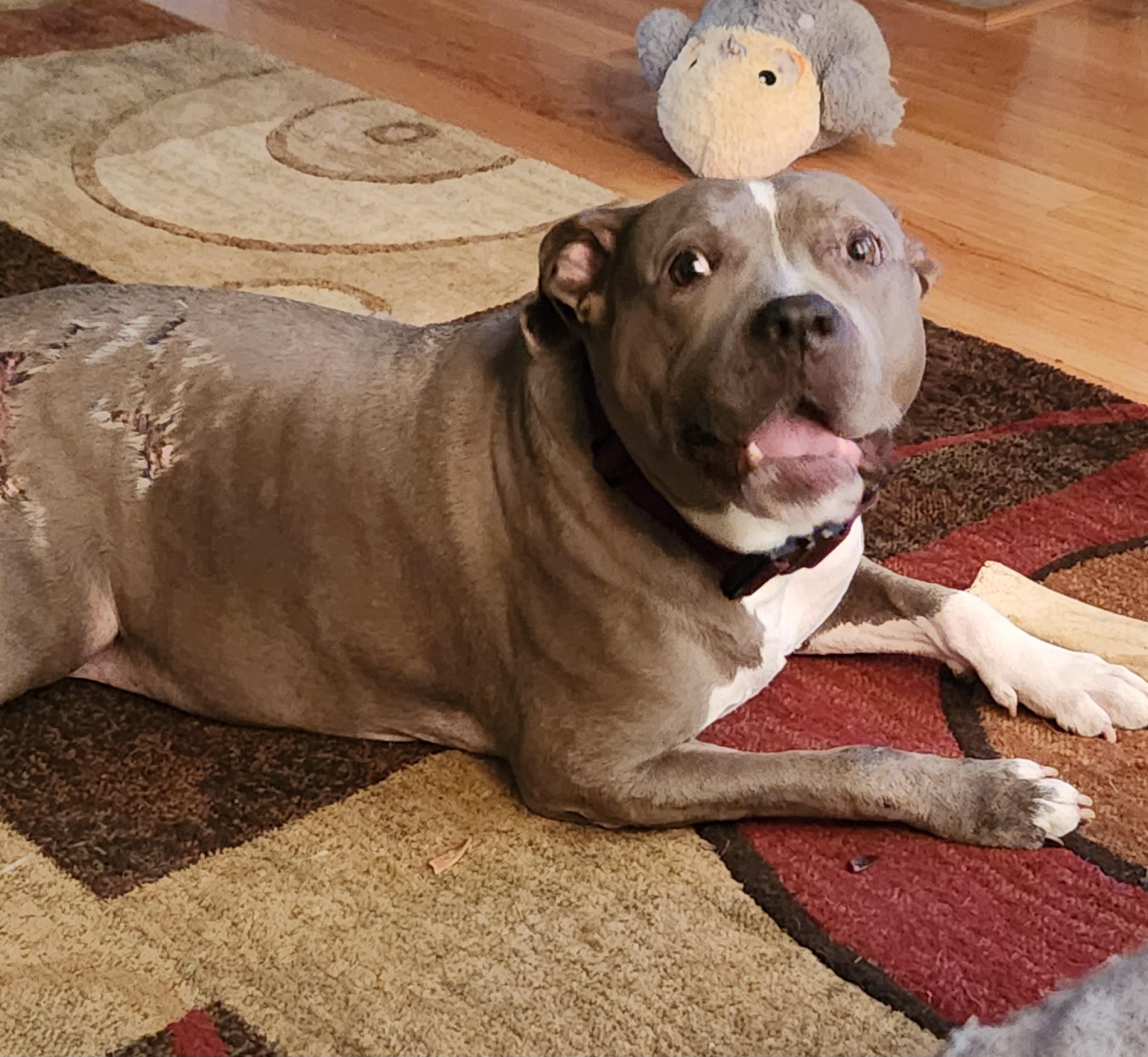 Enlarge Violet, a ADOPTABLE American Staffordshire Terrier in Flintstone, GA image 2/4