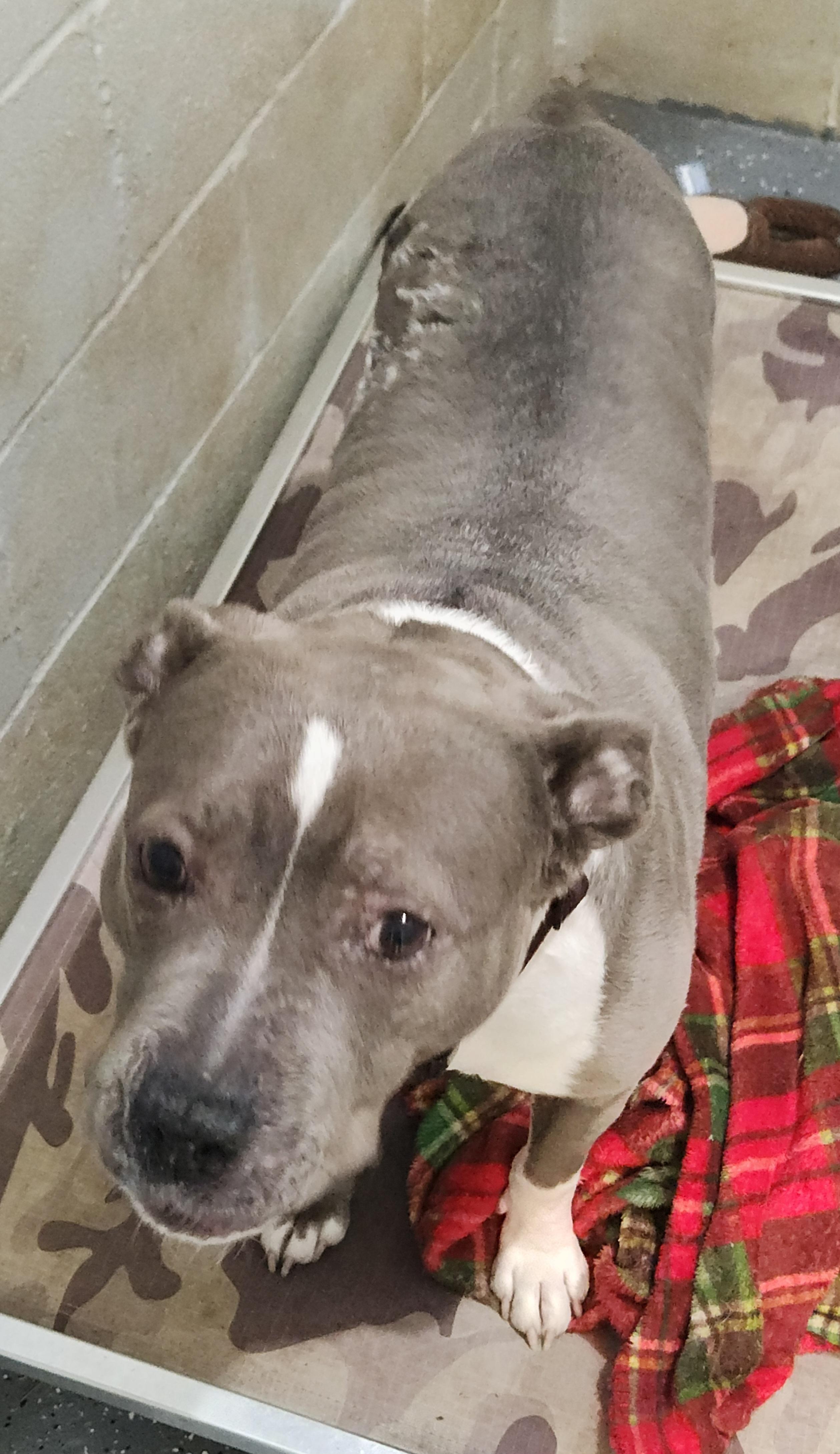 Enlarge Violet, a ADOPTABLE American Staffordshire Terrier in Flintstone, GA image 3/4
