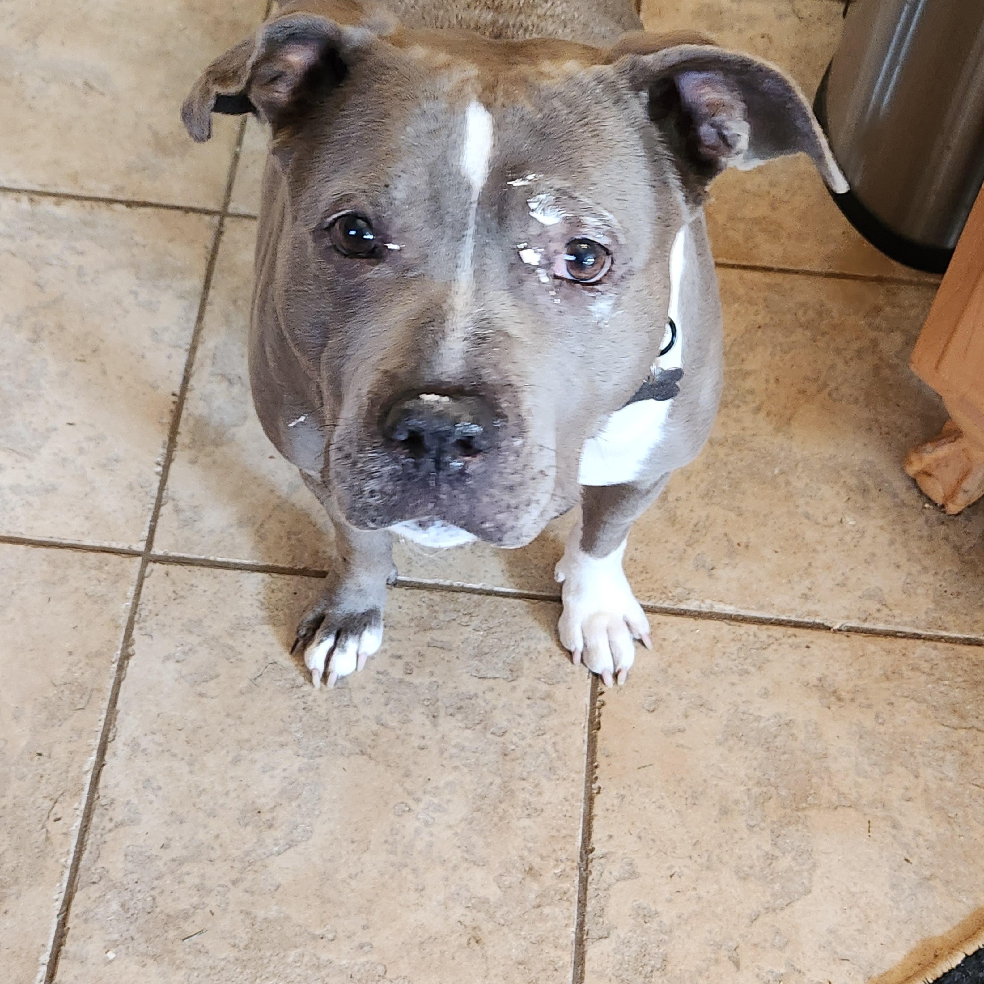 Enlarge Violet, a ADOPTABLE American Staffordshire Terrier in Flintstone, GA image 4/4