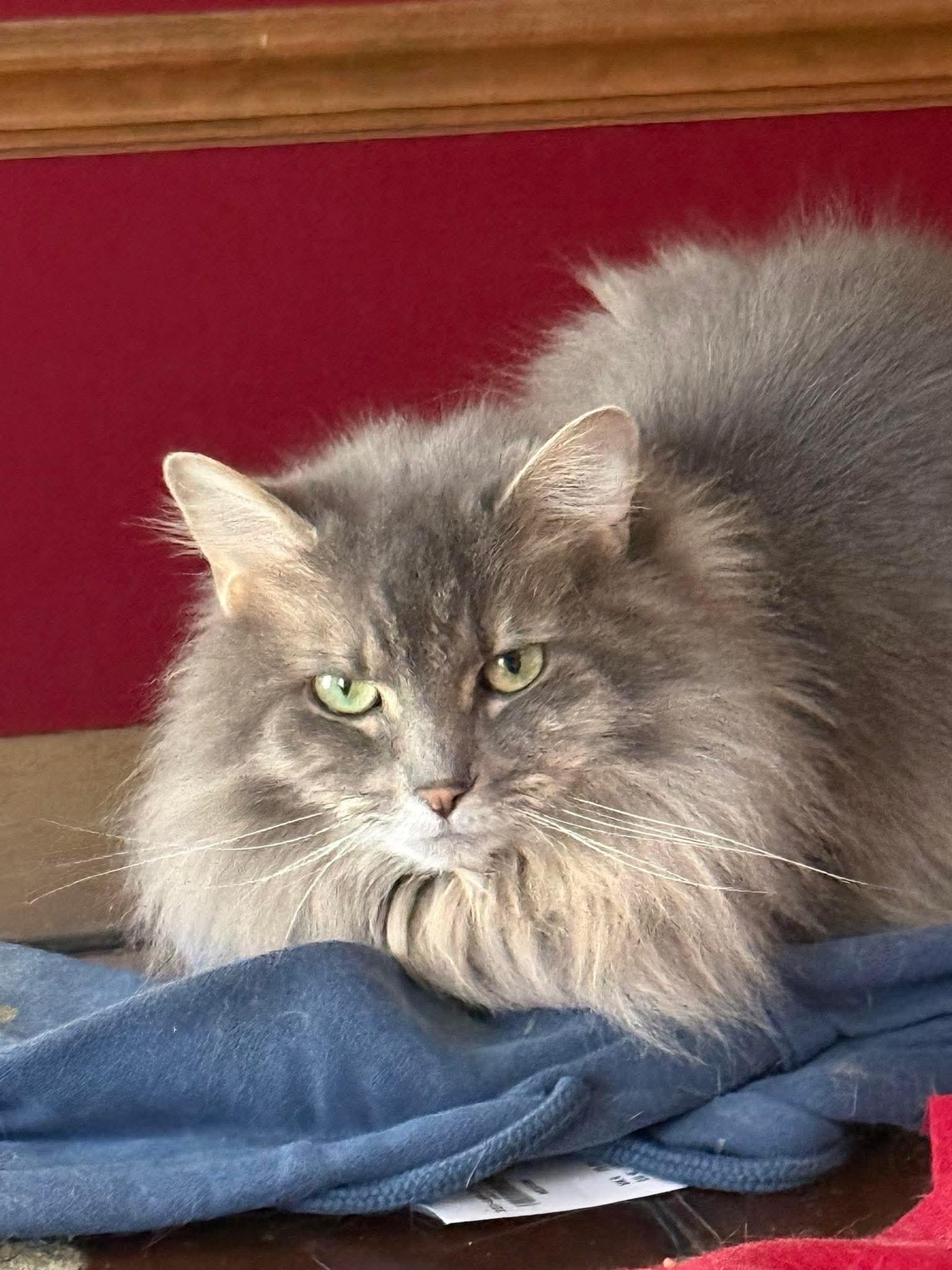 Enlarge Missy - ADOPTION PENDING!, an adopted Domestic Long Hair in Cincinnati, OH image 2/3