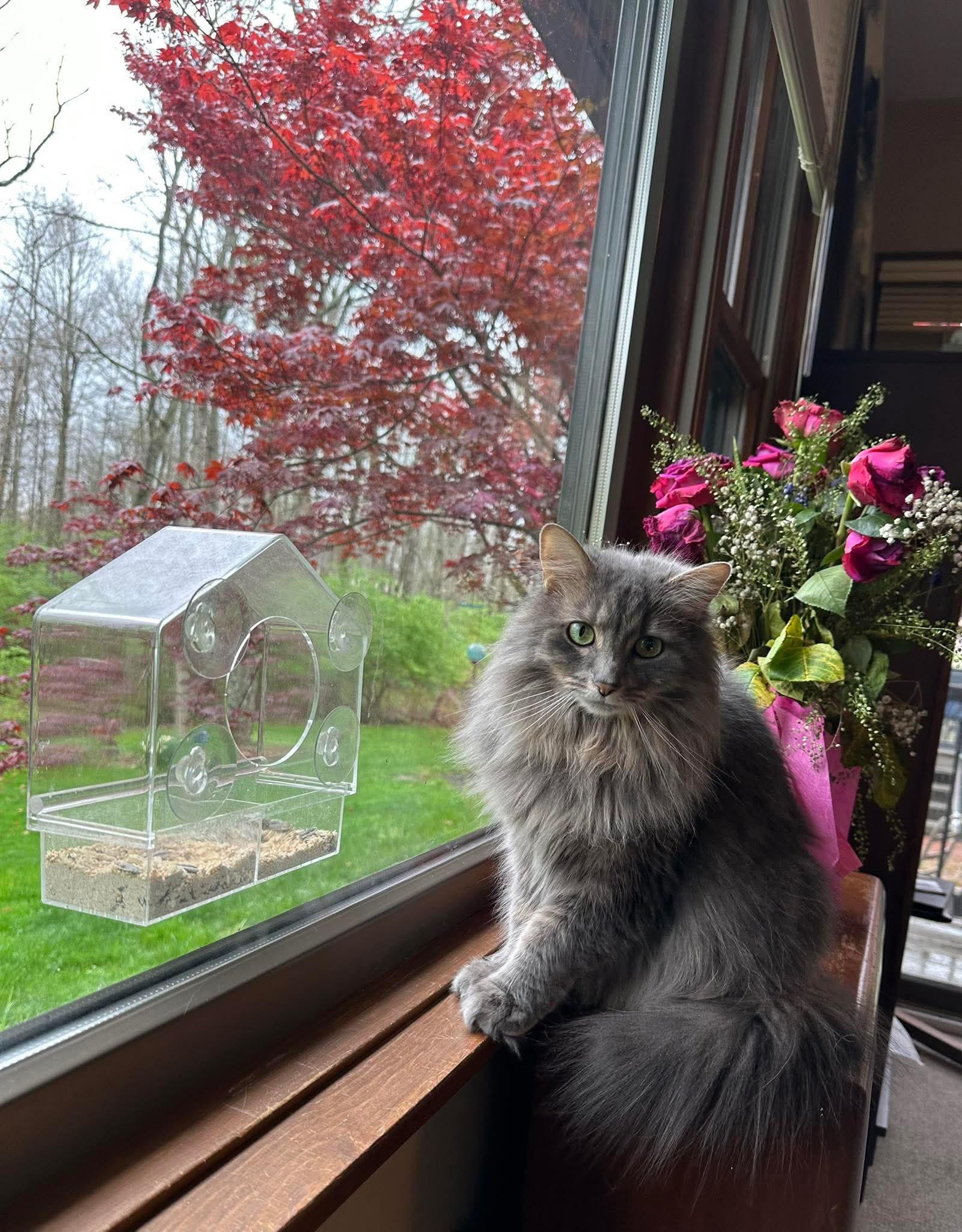 Enlarge Missy - ADOPTION PENDING!, an adopted Domestic Long Hair in Cincinnati, OH image 1/3