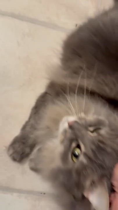Enlarge Missy - ADOPTION PENDING!, an adopted Domestic Long Hair in Cincinnati, OH video 3/3