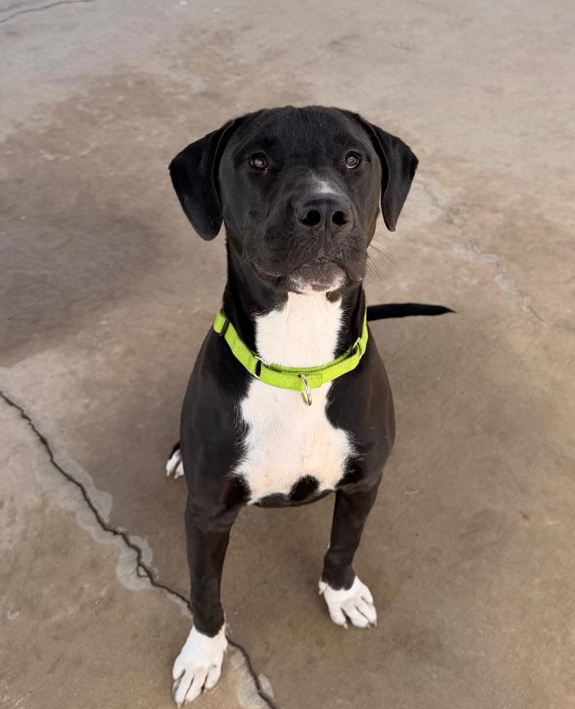 Rowdy, Adoptable, Puppy Male Mixed Breed.