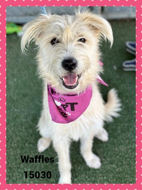 WAFFLES see also BISCUIT