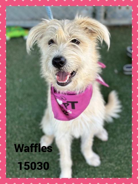 WAFFLES see also BISCUIT