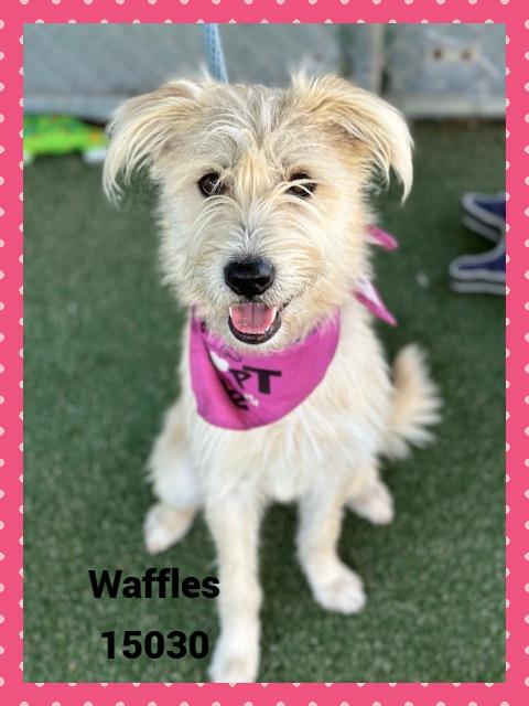 WAFFLES see also BISCUIT