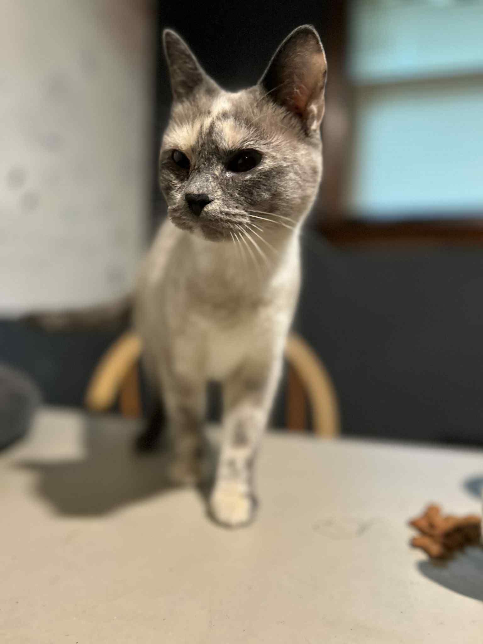 Snow See Videos thumbnail 3