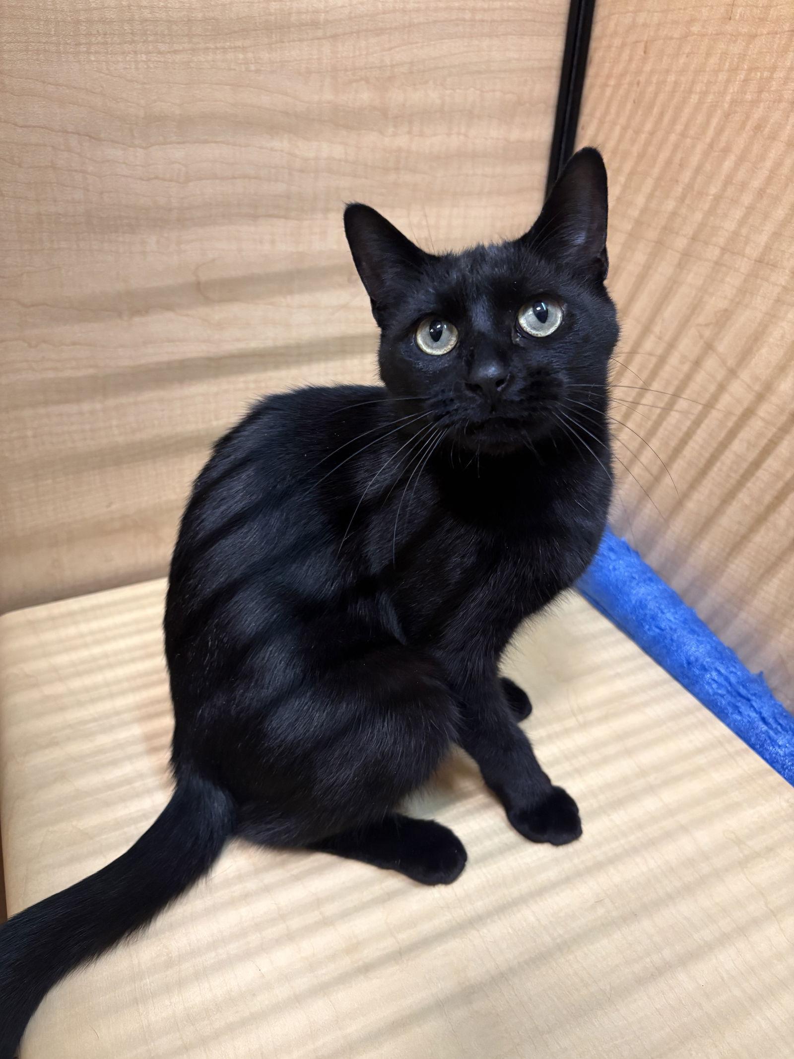 Cleo, Adopted, Adult Female Domestic Short Hair.