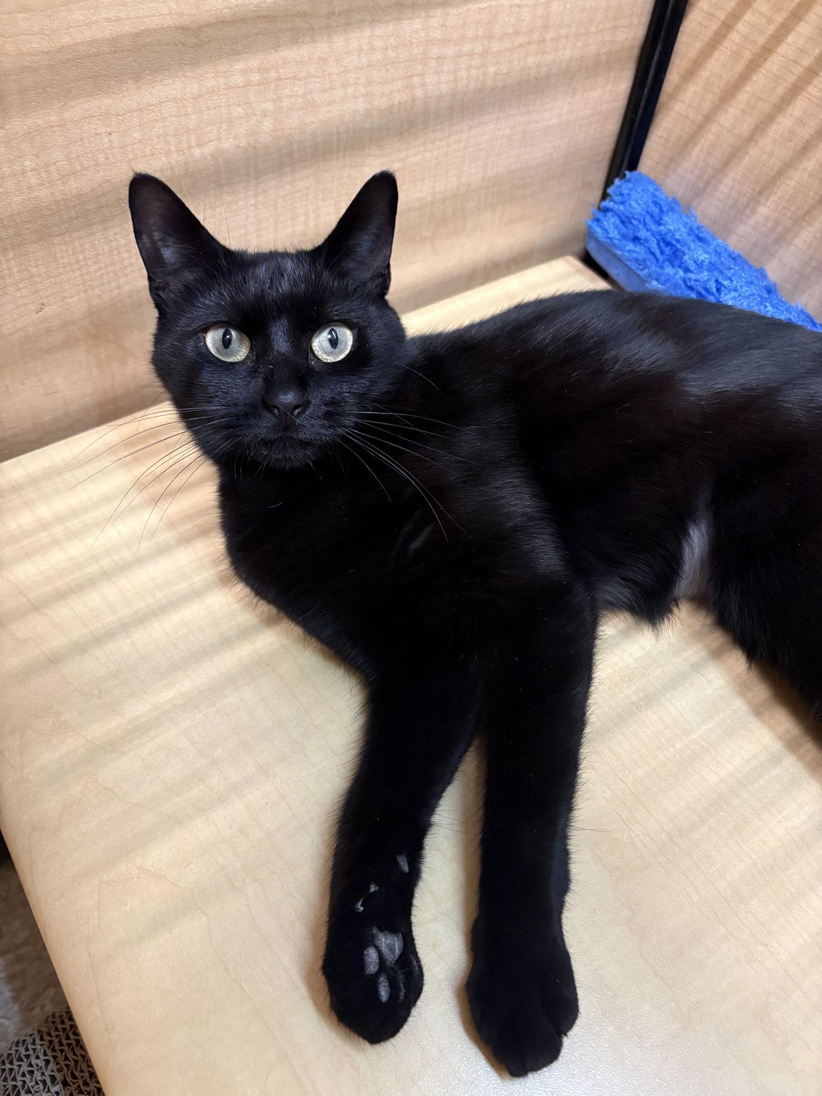 Enlarge Cleo, a Adopted Domestic Short Hair in Yardley, PA image 2/3