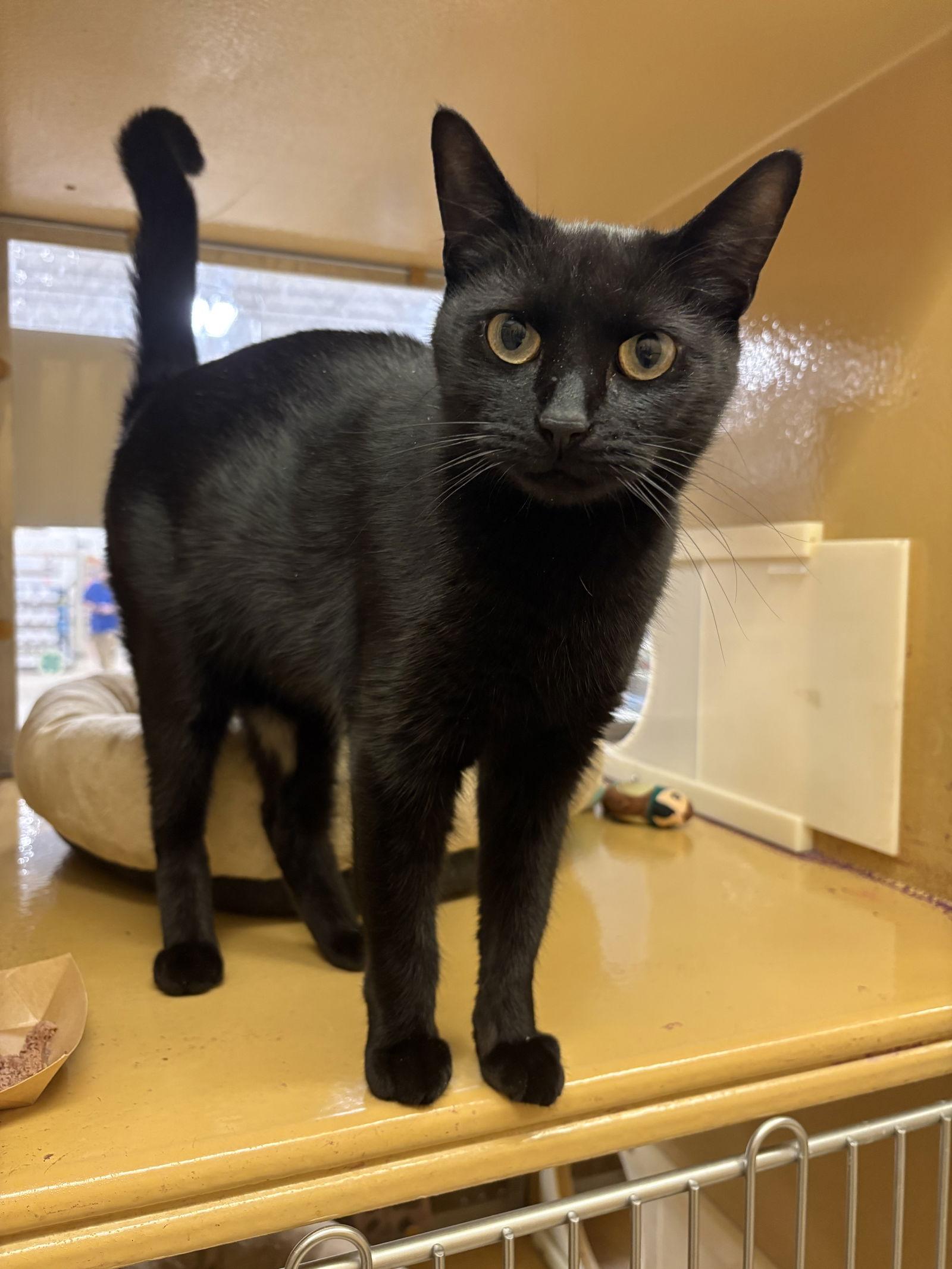 Enlarge Cleo, a Adopted Domestic Short Hair in Yardley, PA image 3/3