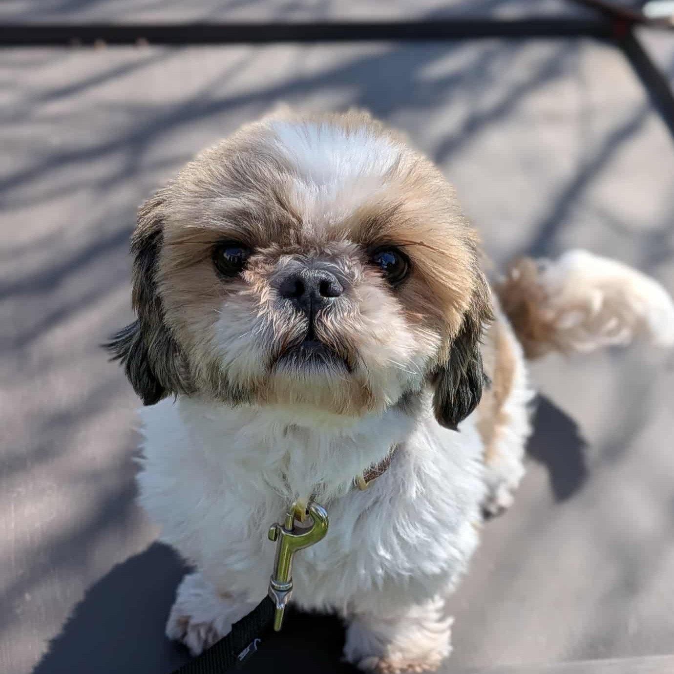 Enlarge Rocky, a Adoptable Shih Tzu in Rochester, NY image 2/3