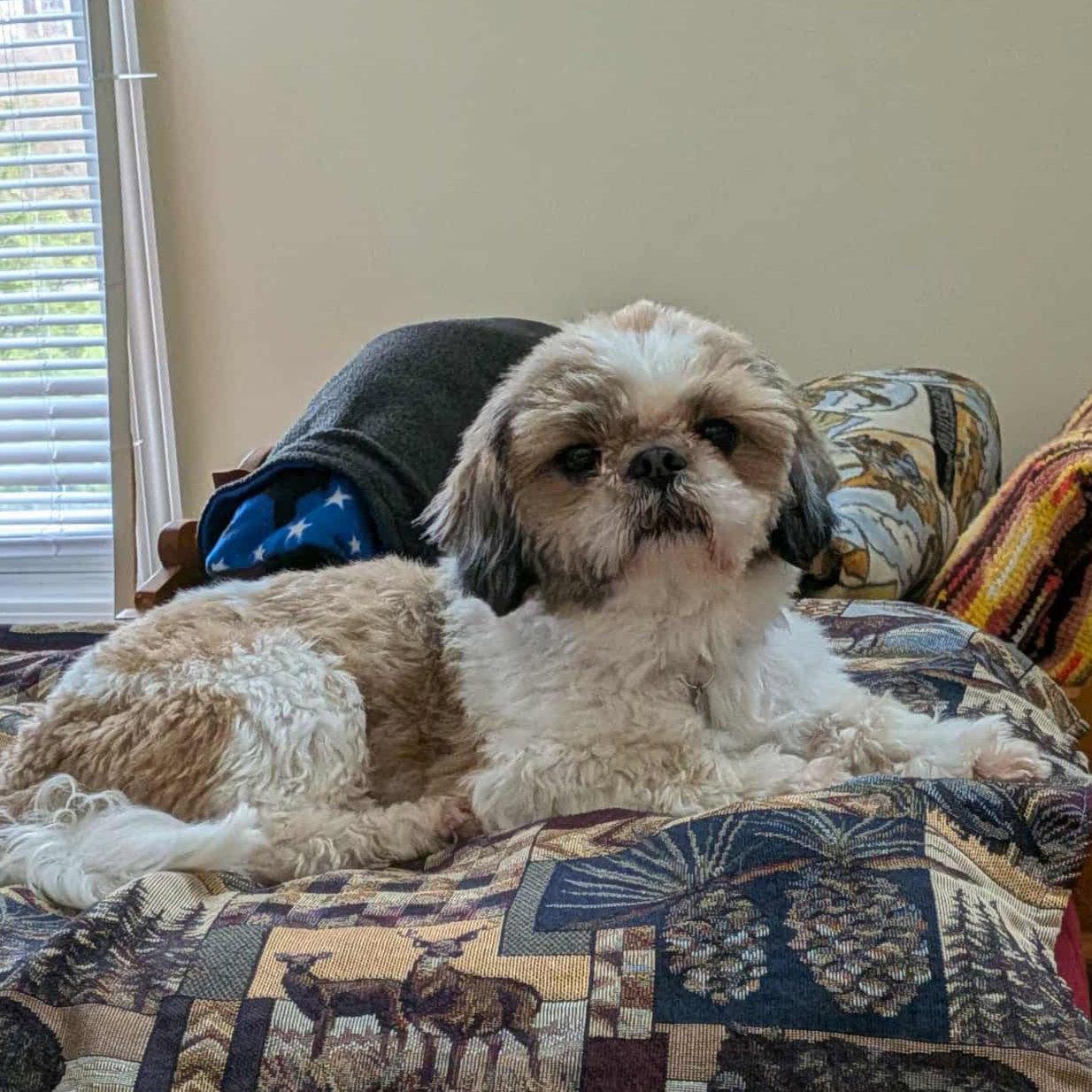 Enlarge Rocky, a Adoptable Shih Tzu in Rochester, NY image 3/3