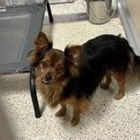 Enlarge Max 56399497, an adopted Chihuahua in Harvey , LA image 1/1