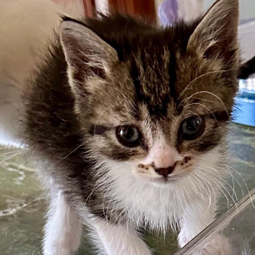 Helena (Winnie), Adoptable, Young Female Domestic Short Hair & Domestic Short Hair.