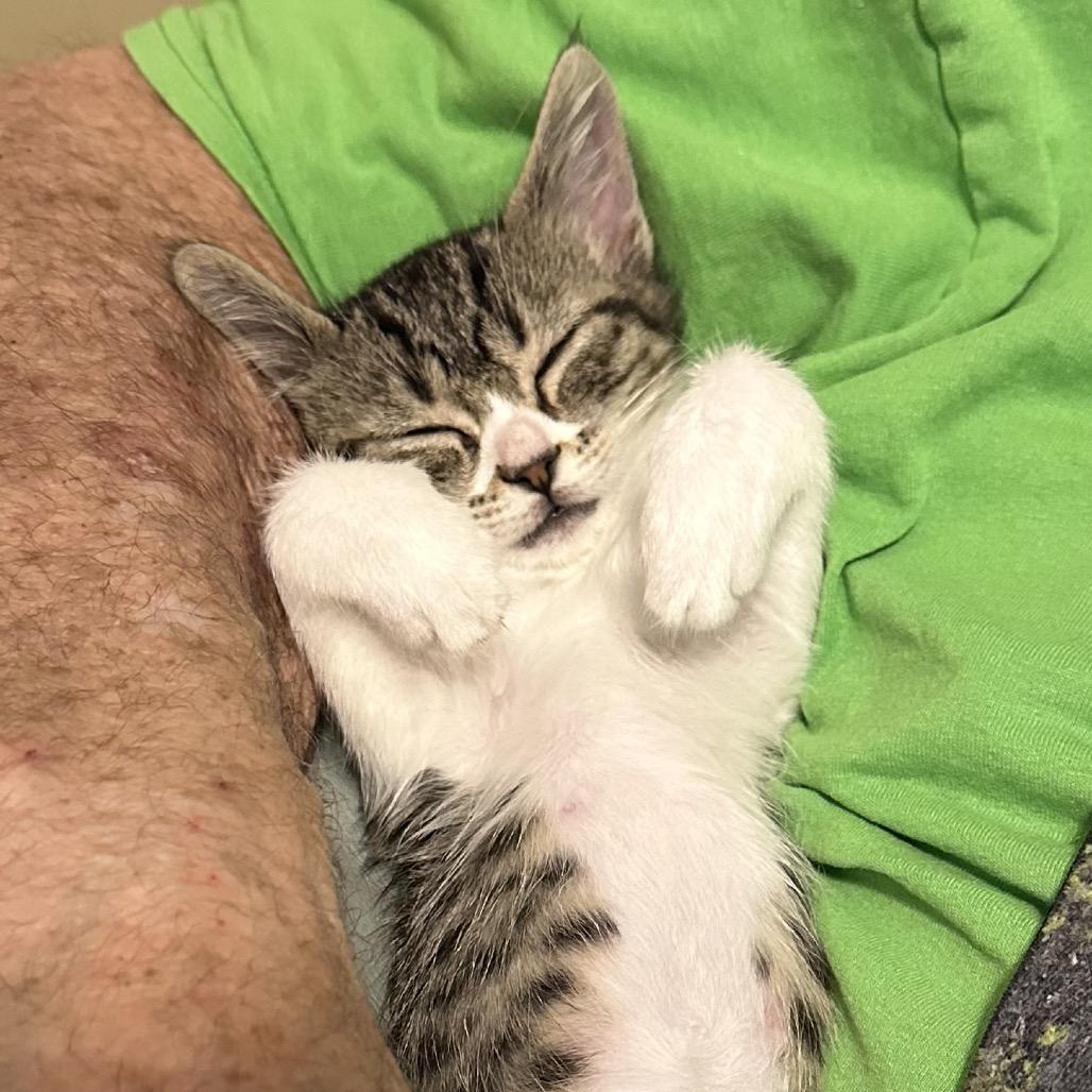 Enlarge Helena (Winnie), a Adoptable mixed breed in Grantsville, UT image 3/5