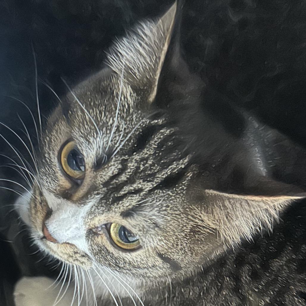 Enlarge Helena (Winnie), a Adoptable mixed breed in Grantsville, UT image 4/5