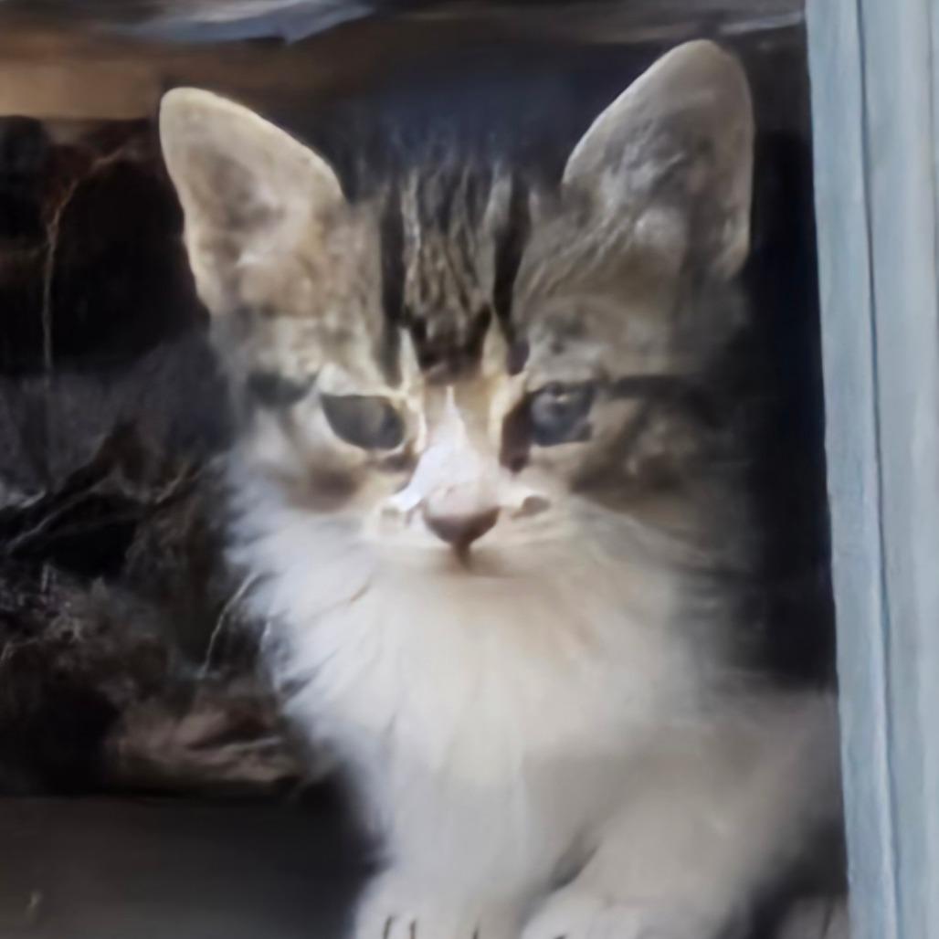 Enlarge Helena (Winnie), a Adoptable mixed breed in Grantsville, UT image 5/5