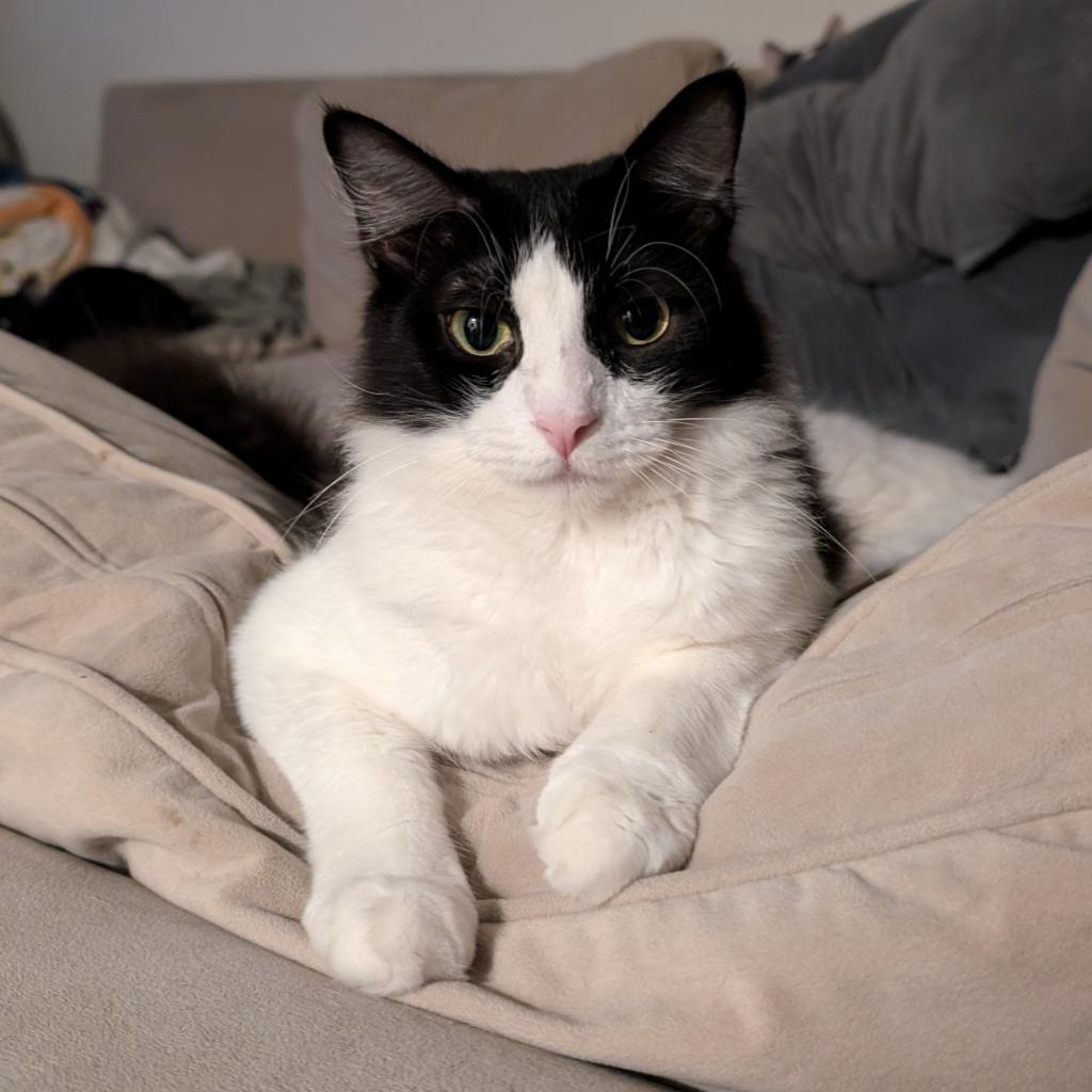 Enlarge Nettie, a Adoptable Domestic Short Hair in Garden Grove, CA image 1/4