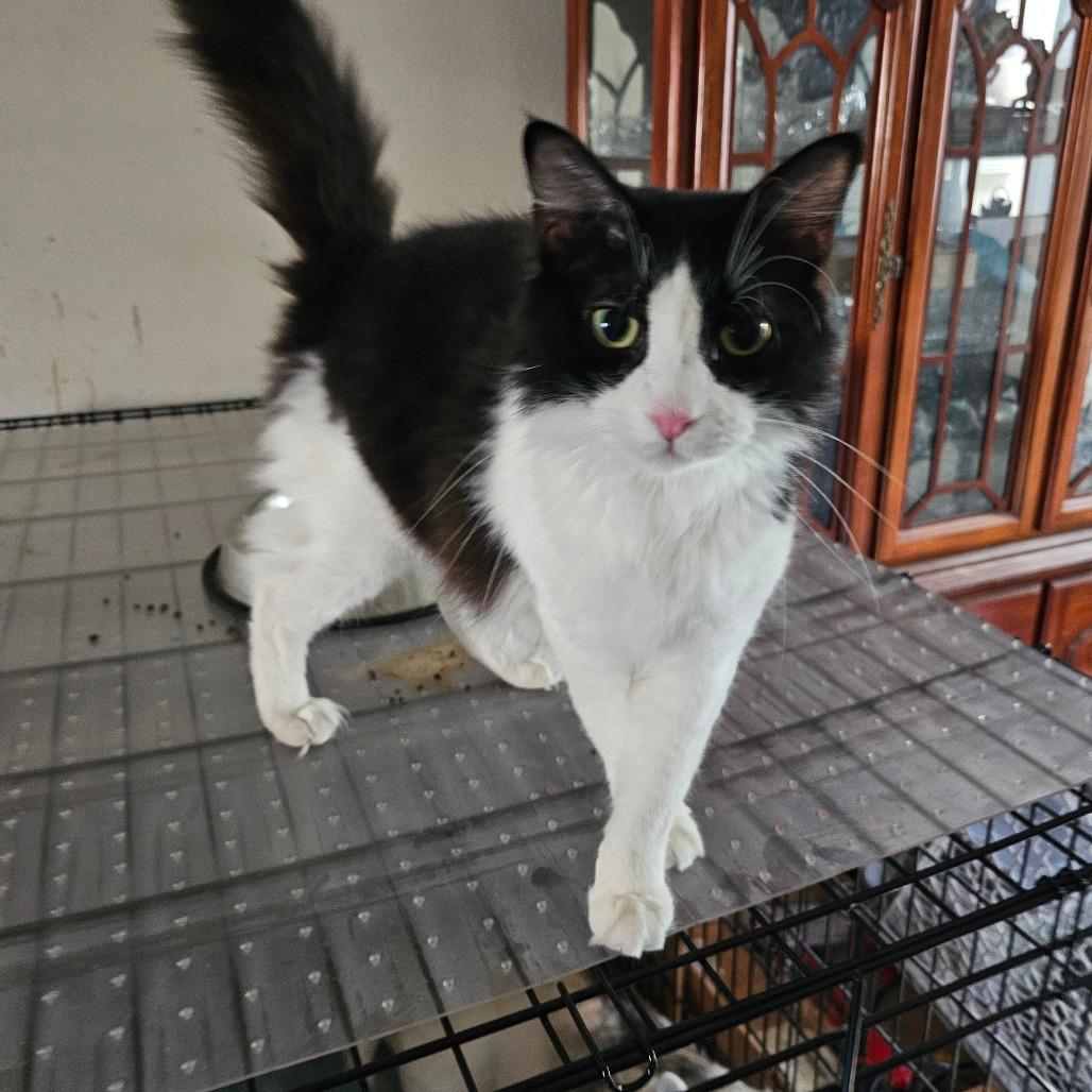 Enlarge Nettie, a Adoptable Domestic Short Hair in Garden Grove, CA image 2/4