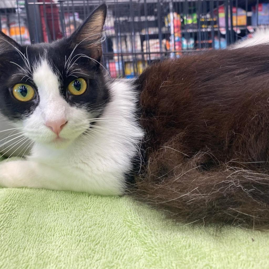 Enlarge Nettie, a Adoptable Domestic Short Hair in Garden Grove, CA image 3/4