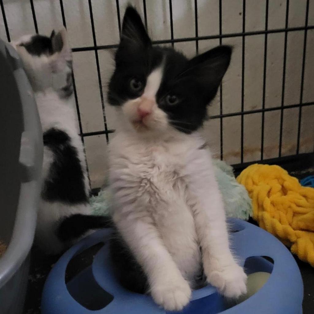 Enlarge Nettie, a Adoptable Domestic Short Hair in Garden Grove, CA image 4/4