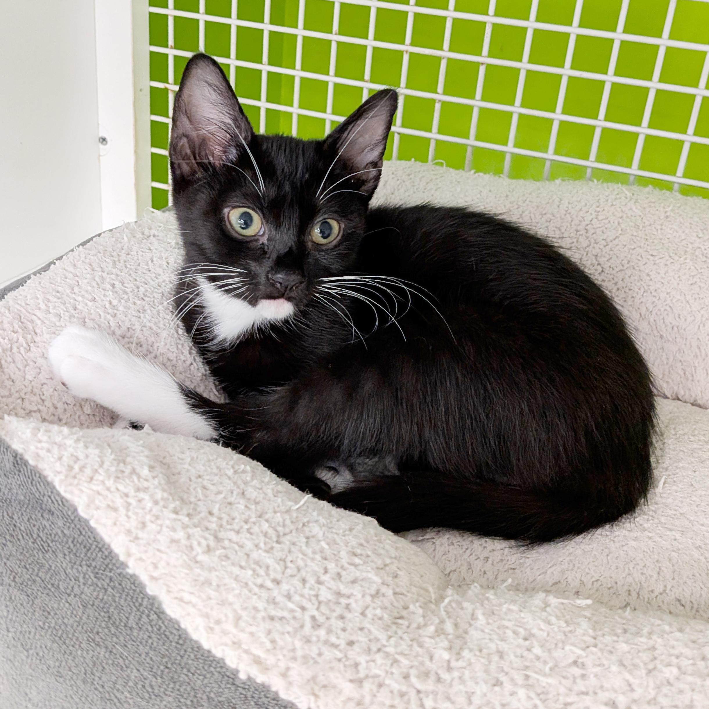 Xena, a ADOPTABLE mixed breed in Lake Monroe, FL image 2/3