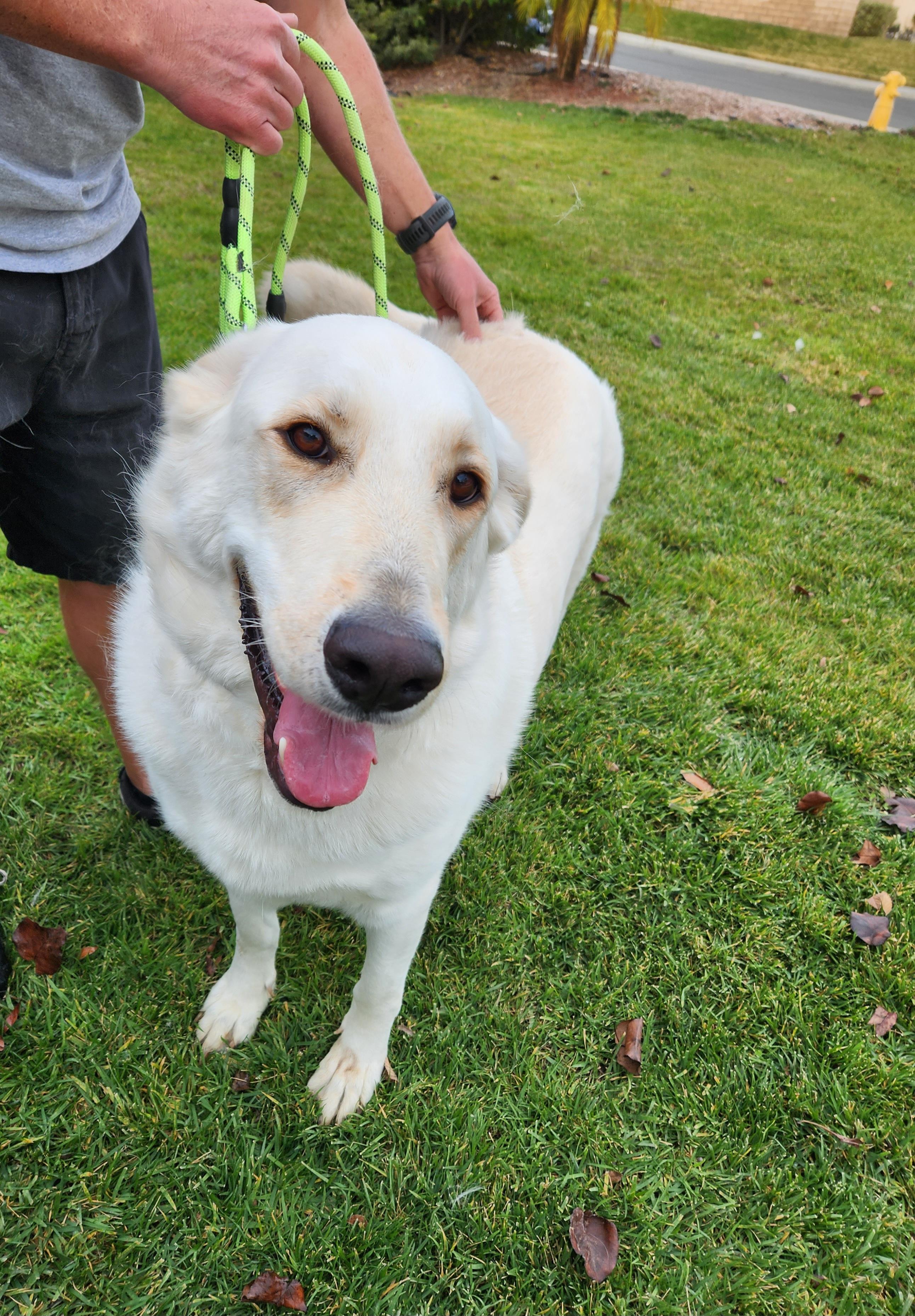 BUDDY, ADOPTABLE, Young Male Great Pyrenees.