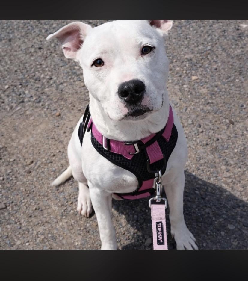 Enlarge Beans, a ADOPTABLE mixed breed in Philadelphia, PA image 2/6