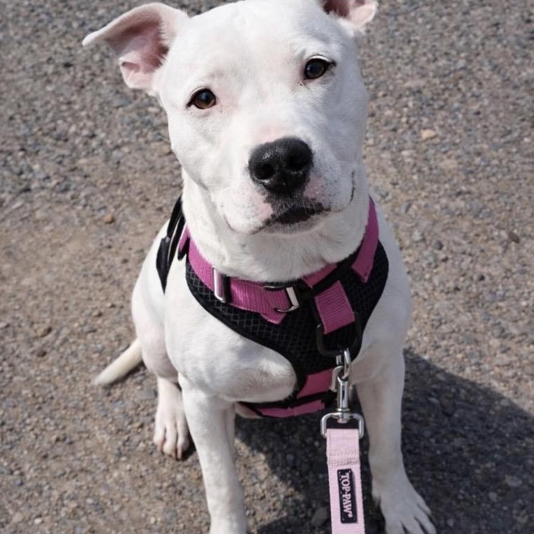 Enlarge Beans, a ADOPTABLE mixed breed in Philadelphia, PA image 2/6